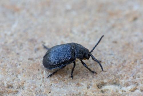 Réf. 244 269 : Galeruca tanaceti